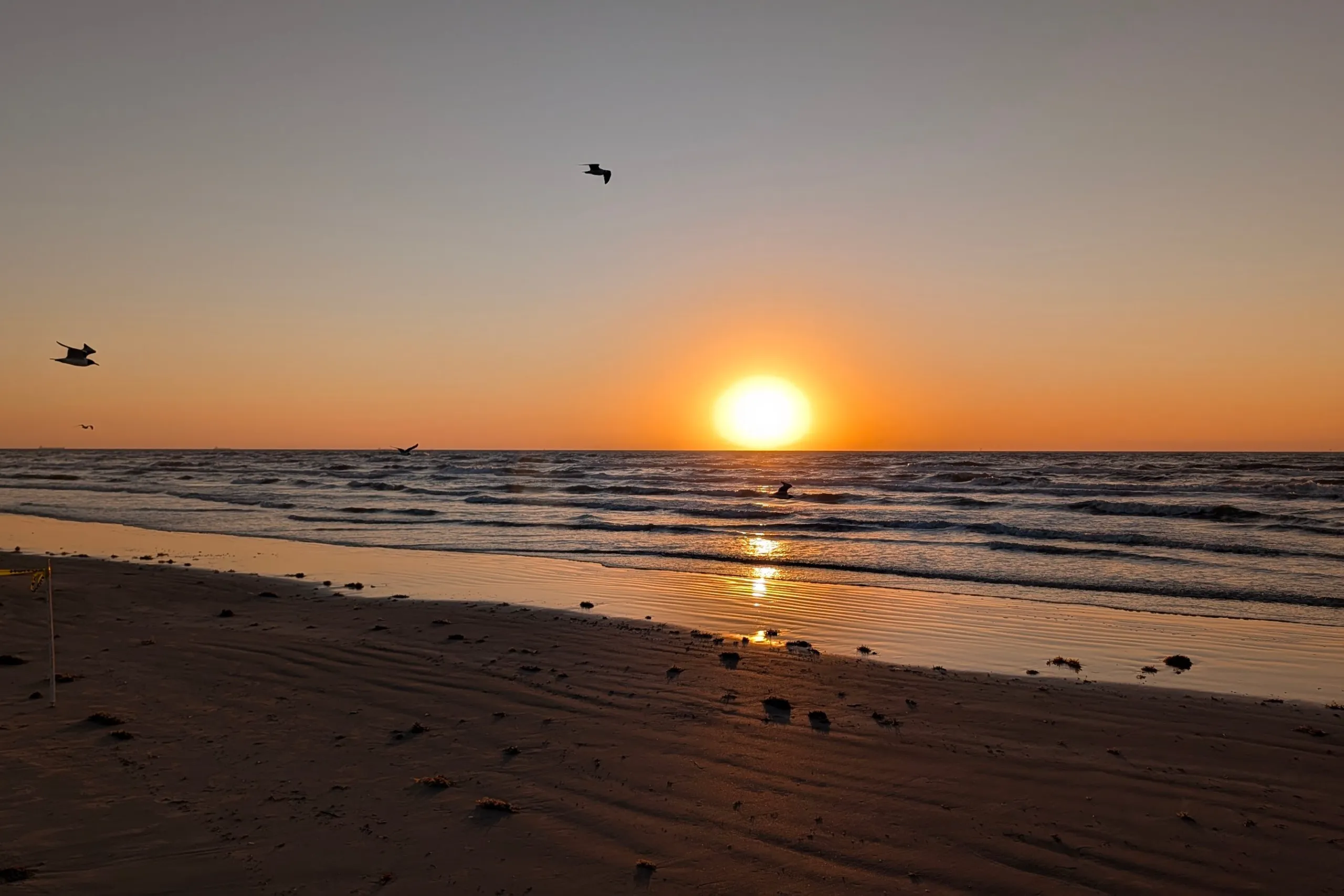 Sun rising over the Gulf from a sandy beach, gulls in flight, waves rolling in and sunlight reflecting on wet sand