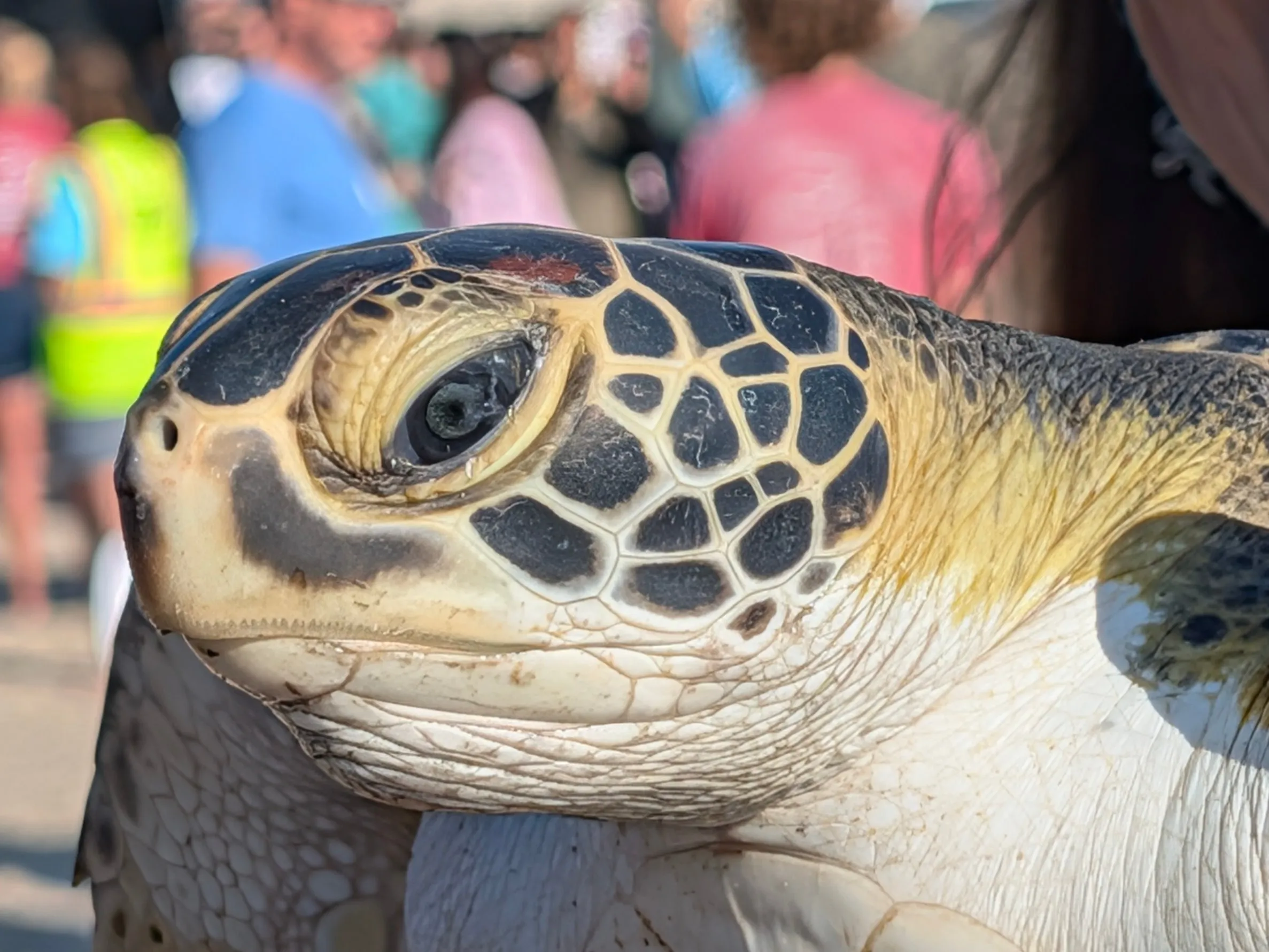 Close-up of a sea turtle's head showing its patterned scales, held at a release event with a blurred crowd behind.
