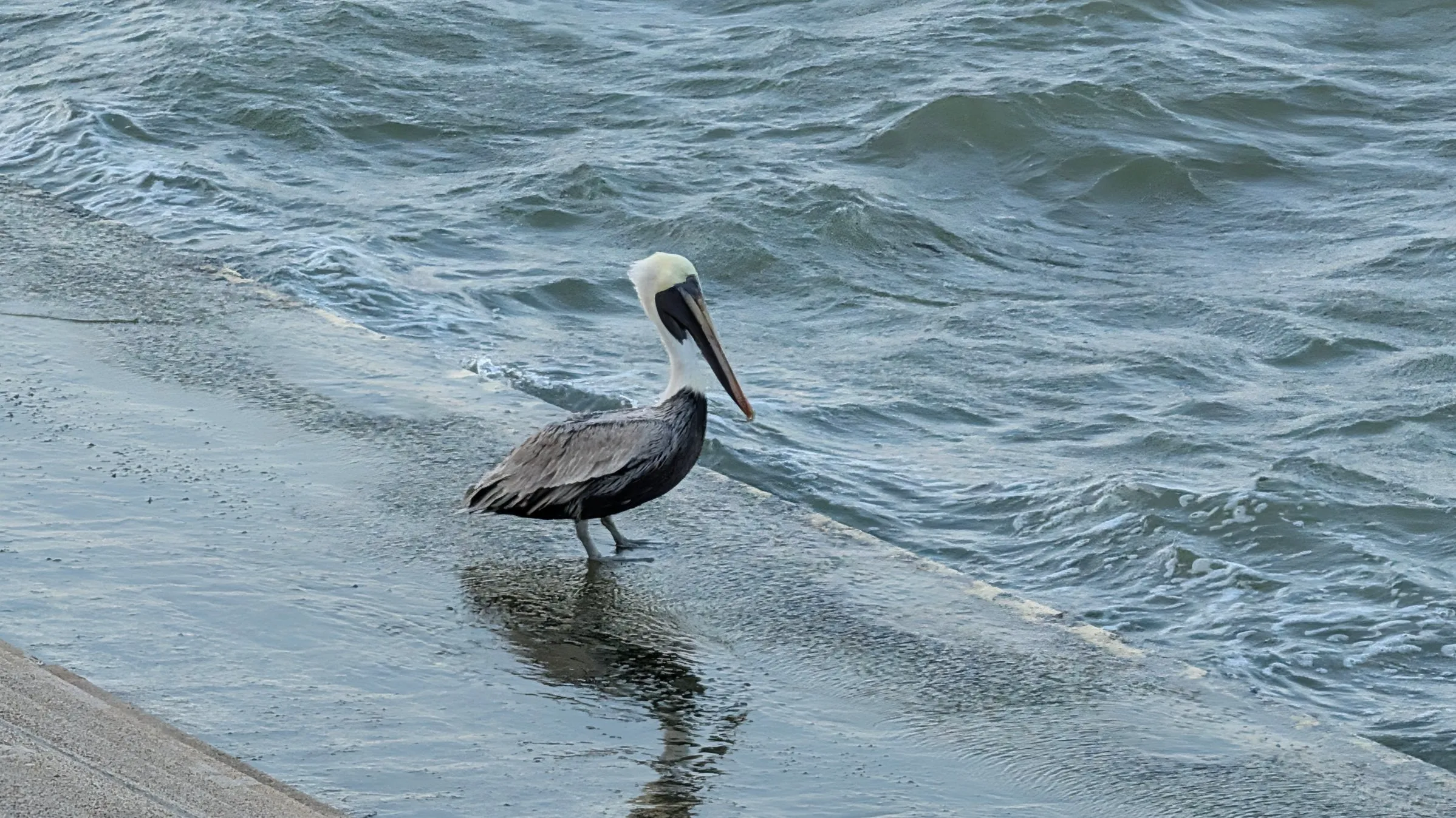 A brown pelican standing on wet concrete at the water's edge, its reflection below